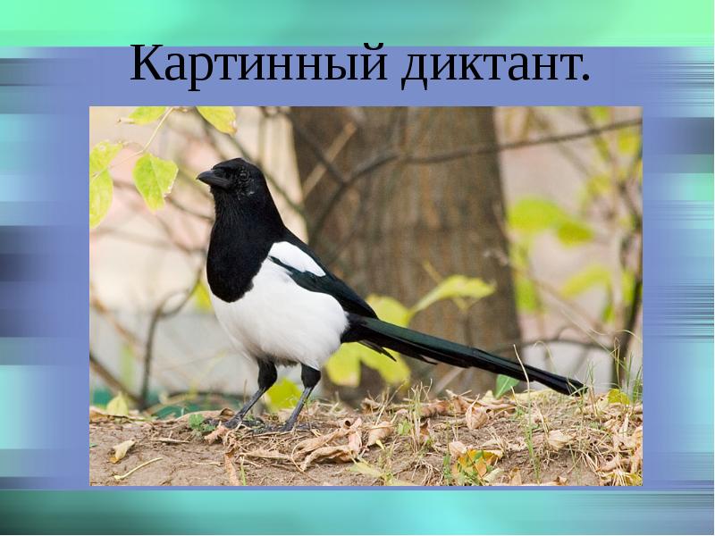 Городская Сорока Новосибирск Интернет Магазин