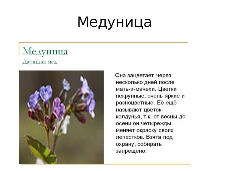 Медуница Аптека Каталог