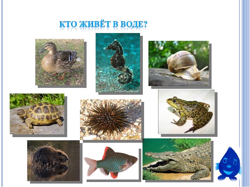 Водные Животные Картинки Для Детей