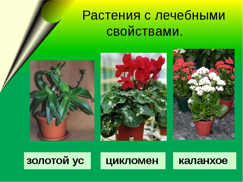 Ядовитые Домашние Растения Фото И Названия