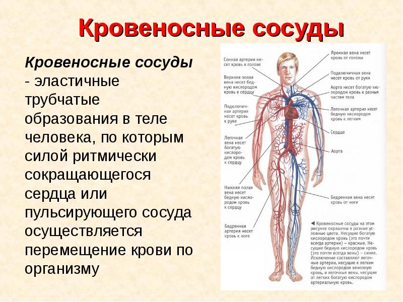 Вены Хорошо Видно На Теле