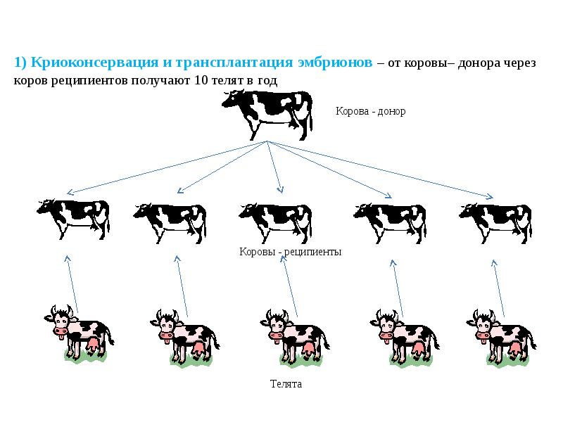 Порно Рассказы Осеменение Целки Кавказцами