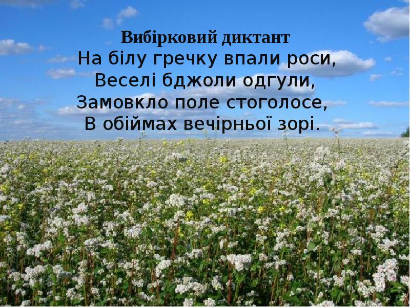 Гречишное Поле В Цвету Фото
