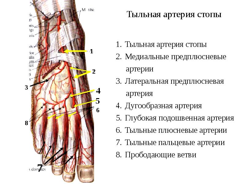 Расширение Вен На Руках С Тыльной Стороны