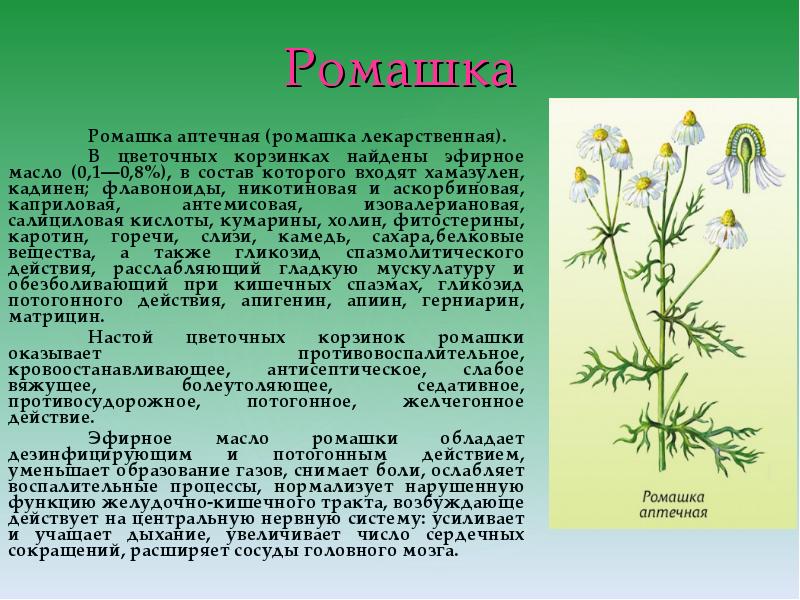 Для Ромашки Аптечной Характерно Соцветие