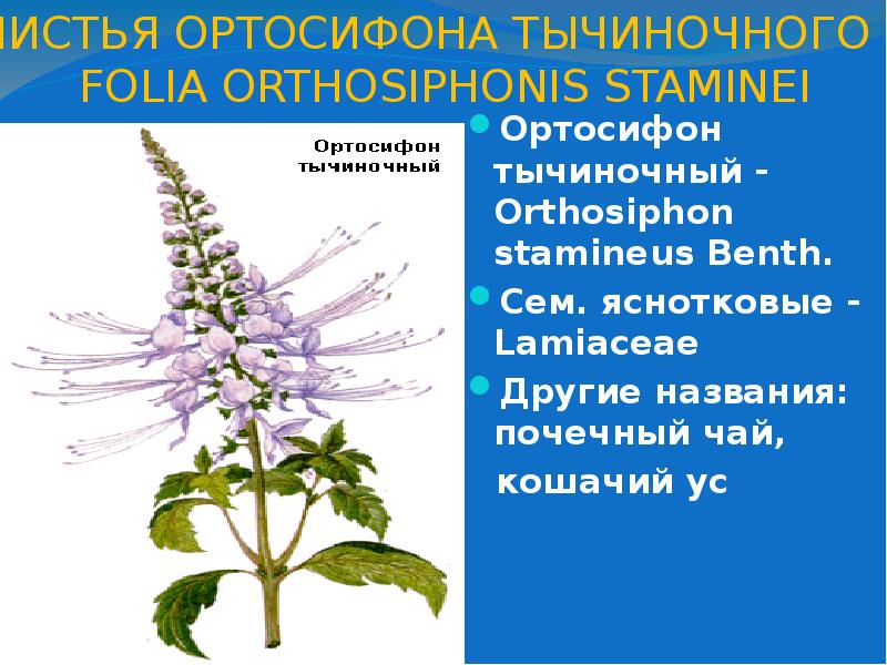 Ортосифон Инструкция Цена