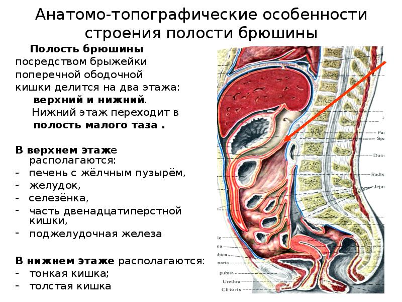 Варикоз Брюшной Полости Причины