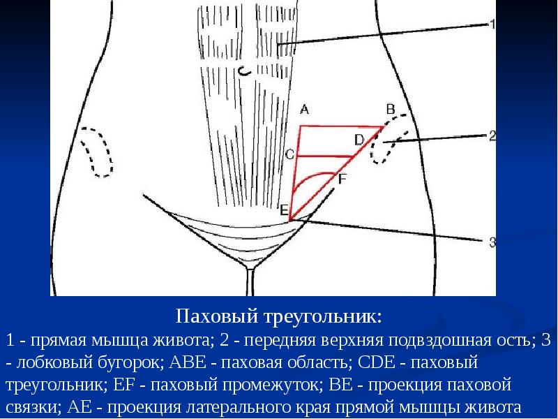 Область Паха У Женщин Где Находятся Фото