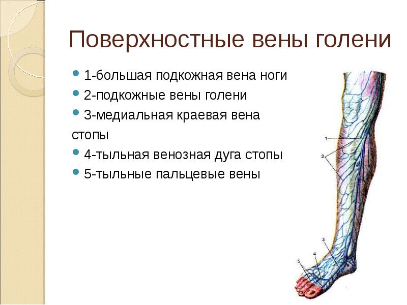 Варикозное Расширение Системы Бпв