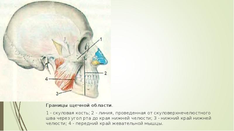 Вены Щечной Области