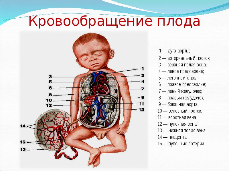 Пуповина 3 Вены