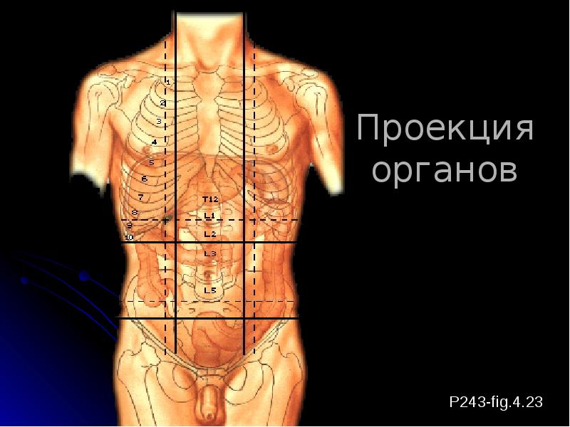 Подвздошная Область Живота Фото