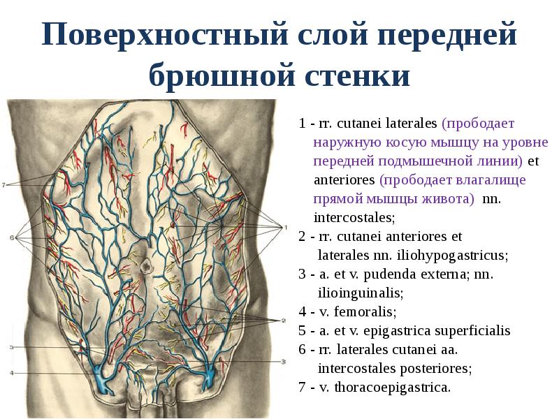 Варикоз Брюшной Полости Причины