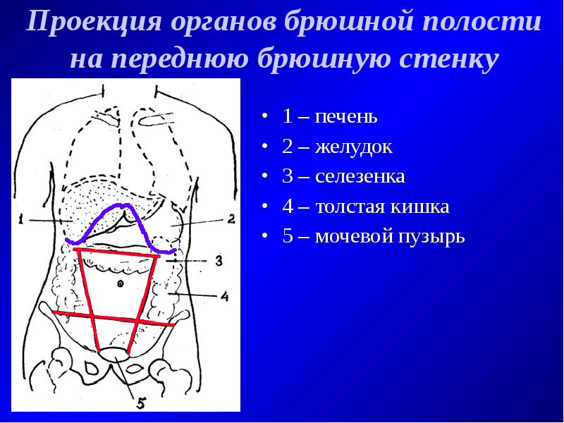 Варикоз Органов Брюшной Полости