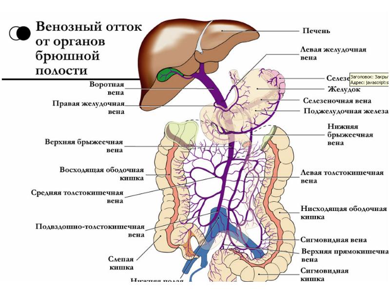 Варикоз Брюшной Полости Цена