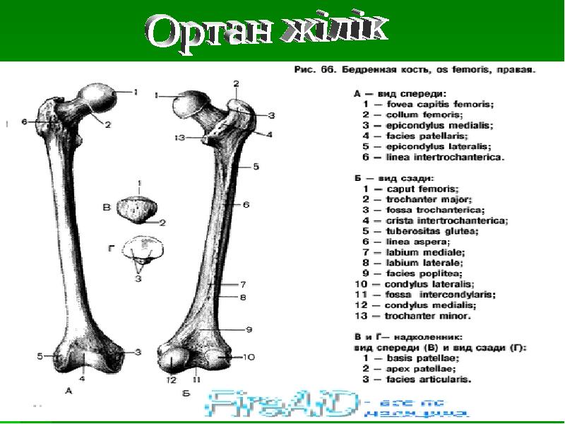 Сексуальная Света выебана спереди и сзади