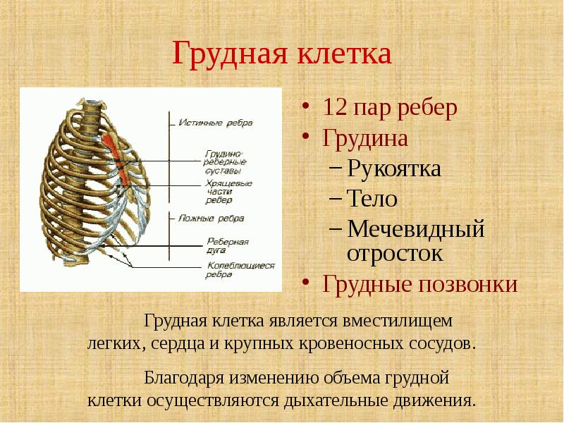 Магазин Ребро Чебоксары Адрес Магазин Ребро Чебоксары Адрес