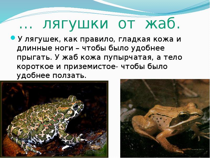 Тупая лягушка или жаба если кому-то будет угодно