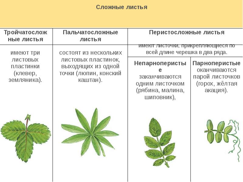 Листорасположение Листьев Конского Каштана