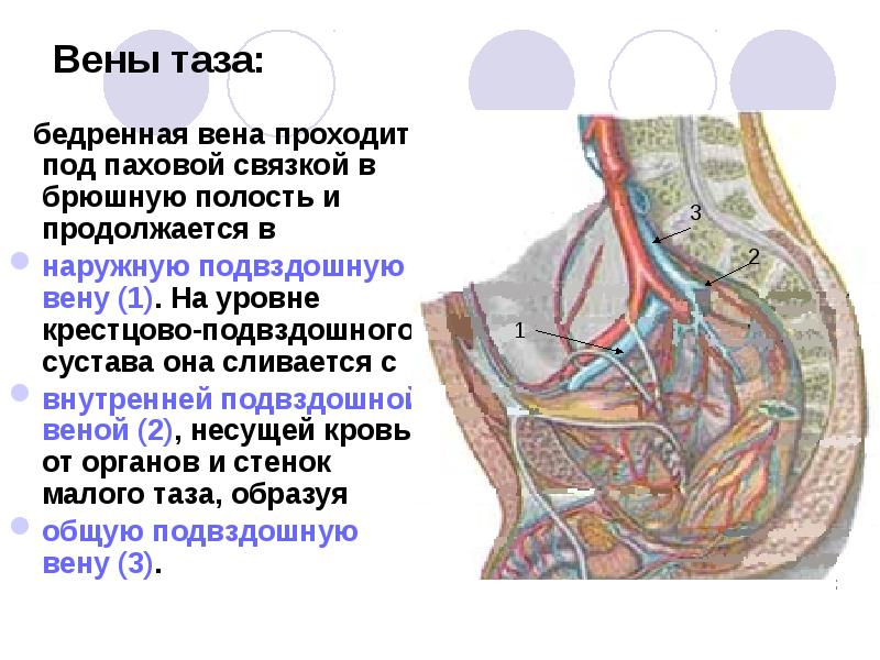 Вены Аркуатного Сплетения