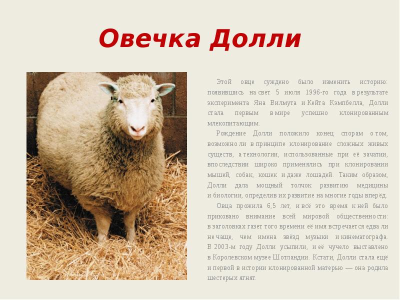 Овца И Овца Совместимость В Любви