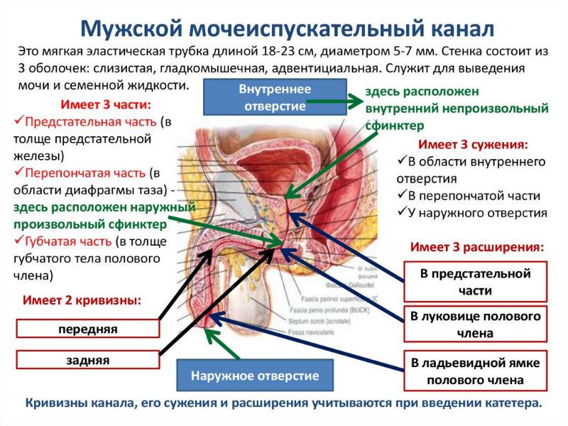 Пенисы таранят упругие отверстия