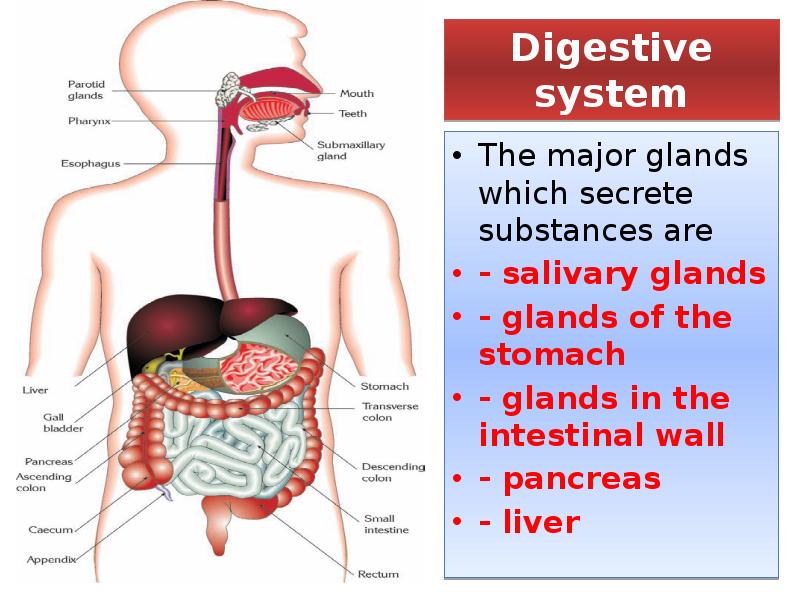 Human Digestive System Hds Digestion And Organs Of Digestive System