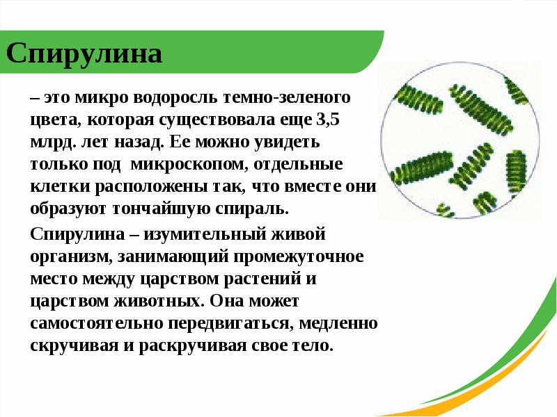 Спирулина Вэл Полезные Свойства И Противопоказания Цена