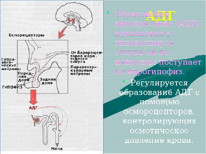 Адг Бай Магазин