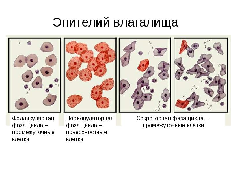 Недоразвитое влагалище 68 фото