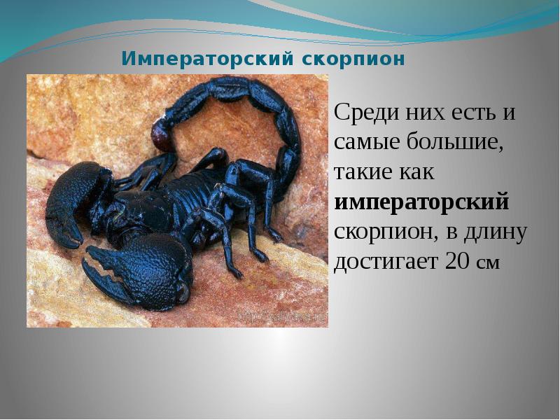Гороскоп Скорпион Женщина Сентября 2023