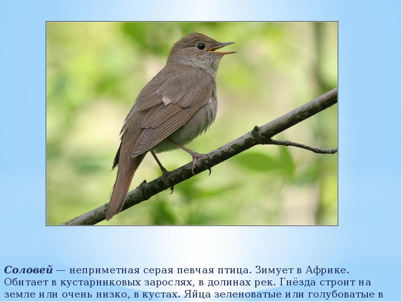 Перелетные птицы башкирии фото