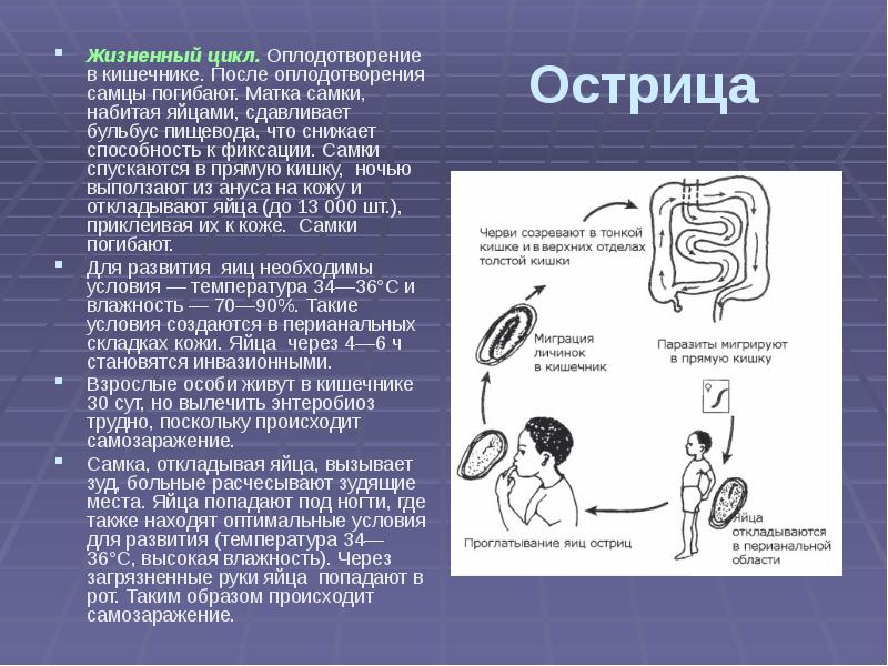 Крутые Дамы Вызывают Самцов Для Оплодотворения Порно