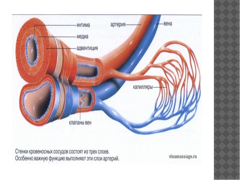Вены Артерии Капилляры