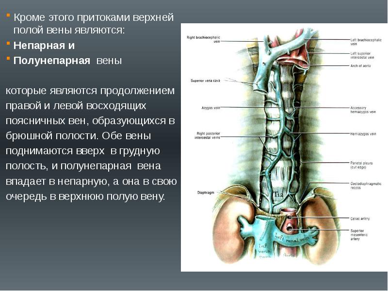 Вены Задней Стенки Туловища