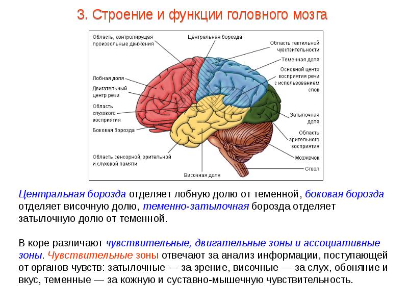 Картинки Функции Мозга Картинки Функции Мозга