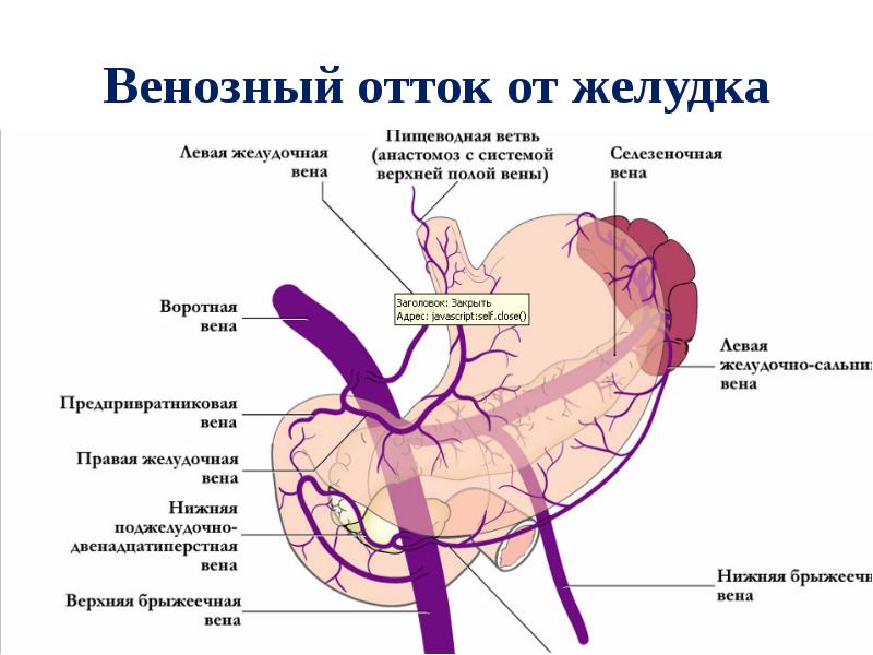 Варикоз Вен Жкт