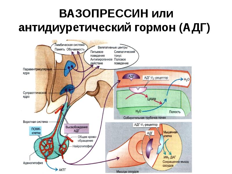 Адг Бай Магазин