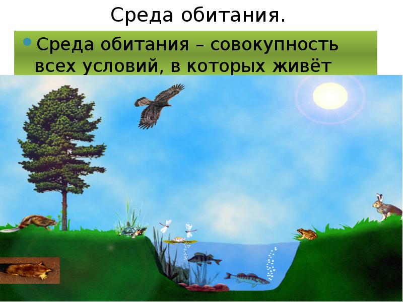 Среда Обитания Картинки