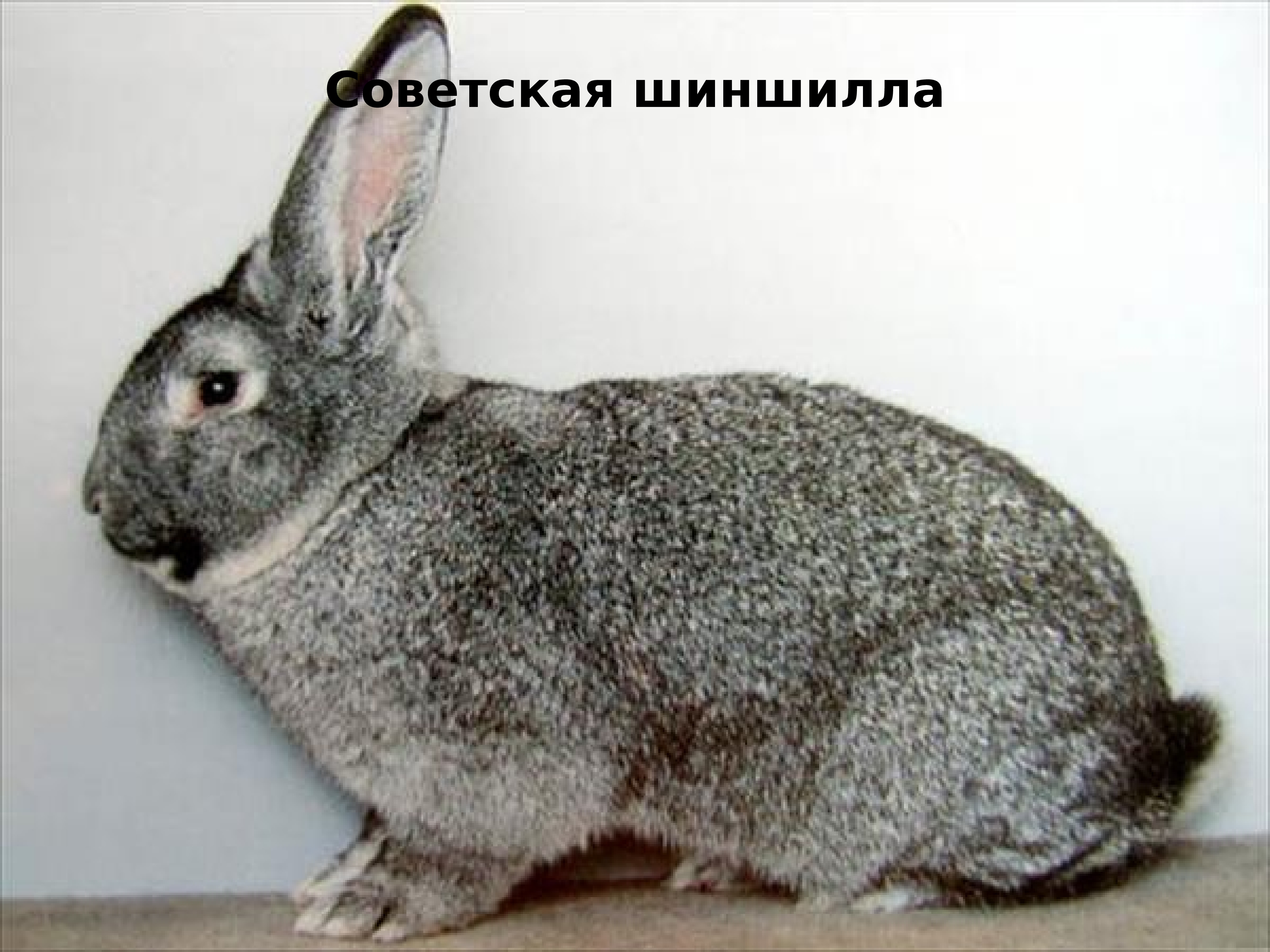 Советская шиншилла кролик фото