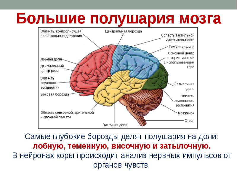 Картинки Функции Мозга Картинки Функции Мозга