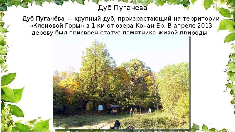 Дуб Пугачева Фото Дуб Пугачева Фото