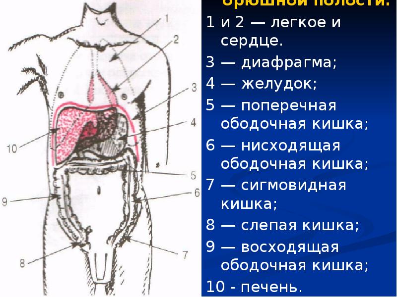 Варикоз Брюшной Полости Цена