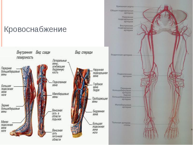 Вены На Ногах Анатомия