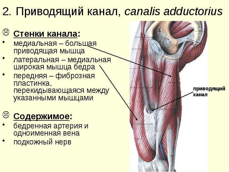 Вены Задней Стенки Туловища