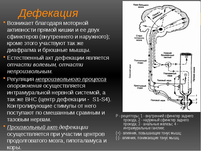 Порно Прямая Кишка Сборник