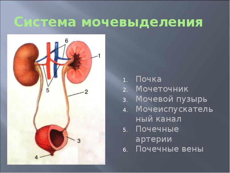 Варикоз Вен Мочевого Пузыря У Мужчин