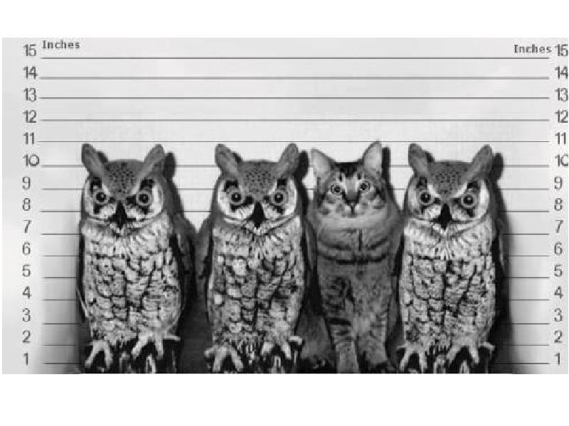 Cat owl poem pussy