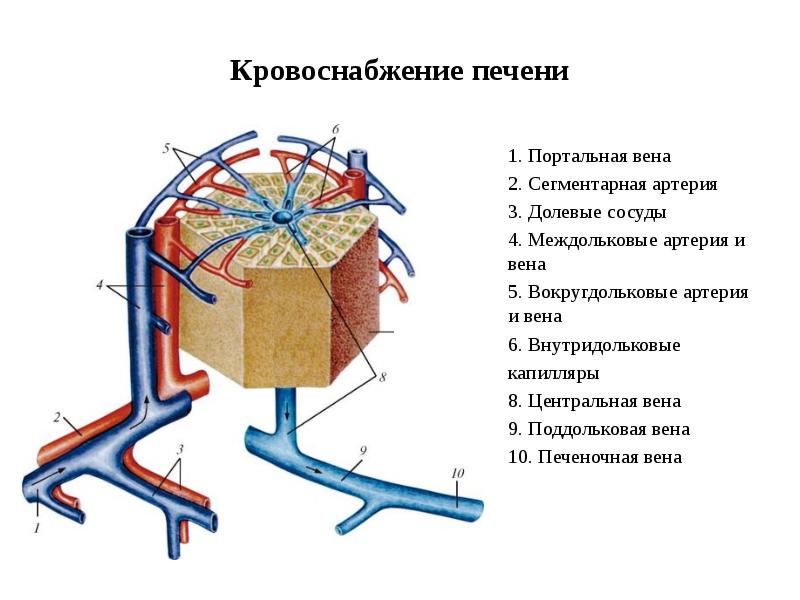 Вены 4х4