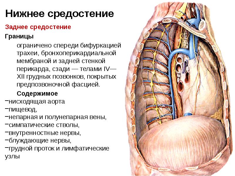 Вены Заднего Средостения